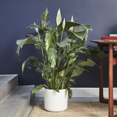 Bloom into Spring with these Colorful Houseplants