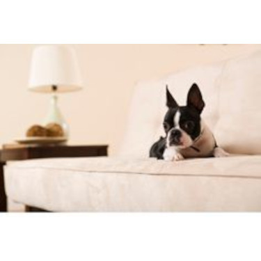 Pet Friendly Design Tips