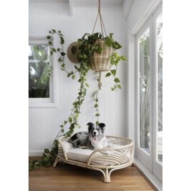 Pet Friendly Design Tips