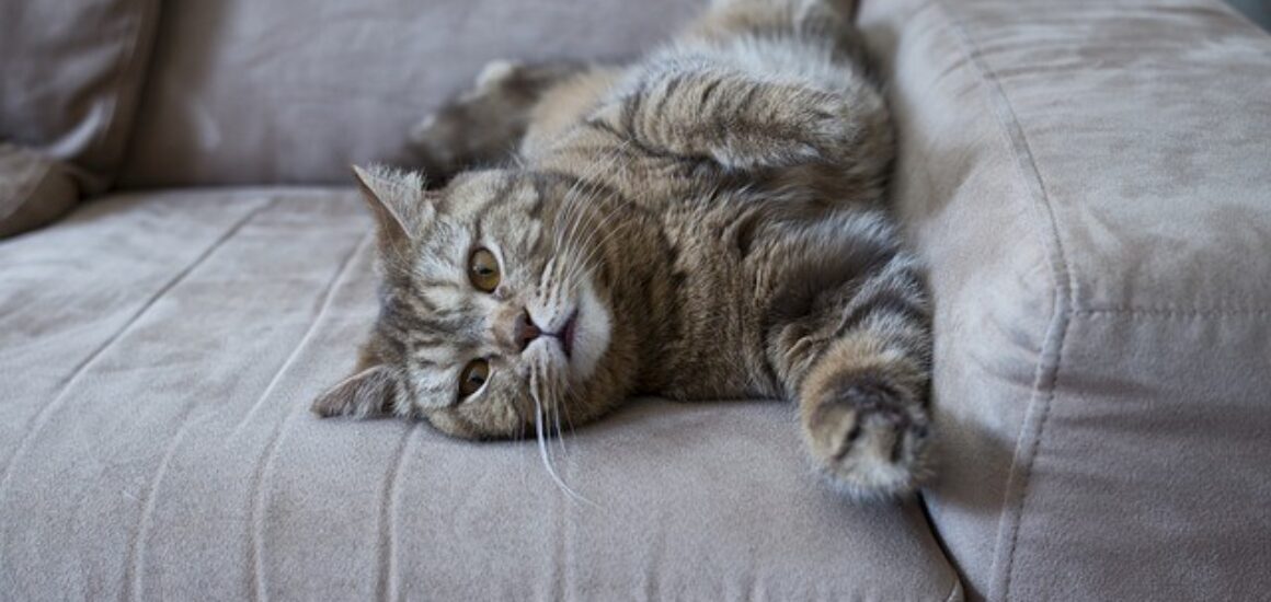 cat on sofa