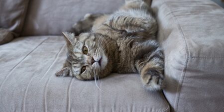 cat on sofa