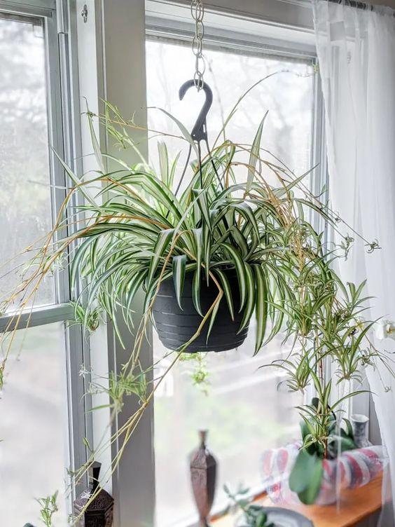 The Benefits of Houseplants