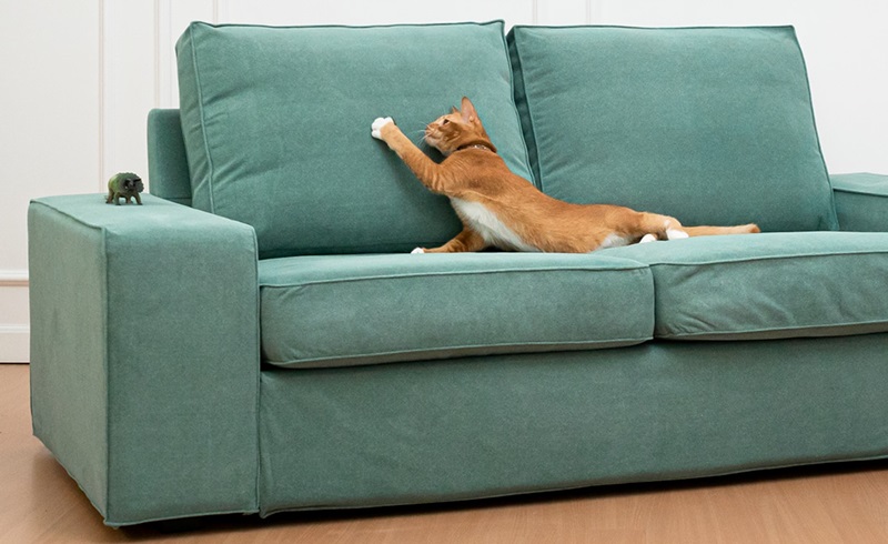 5 Pet Friendly Fabrics for Your Furniture