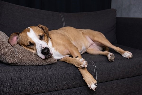 5 Pet Friendly Fabrics for Your Furniture